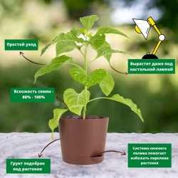 Набор для выращивания Перец острый Тринидад Скорпион Желтый